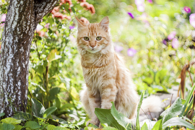 En katt bland blommor