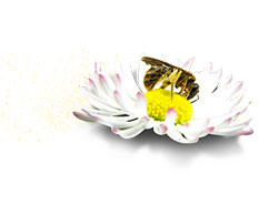 En pollinerande blomma