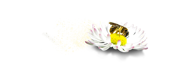 En pollinerande blomma